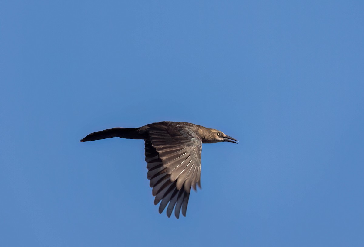 Great-tailed Grackle - ML620289902