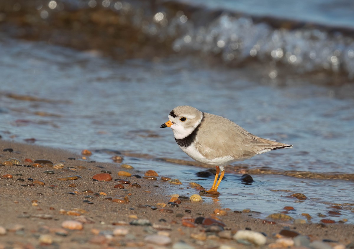 Piping Plover - ML620289903