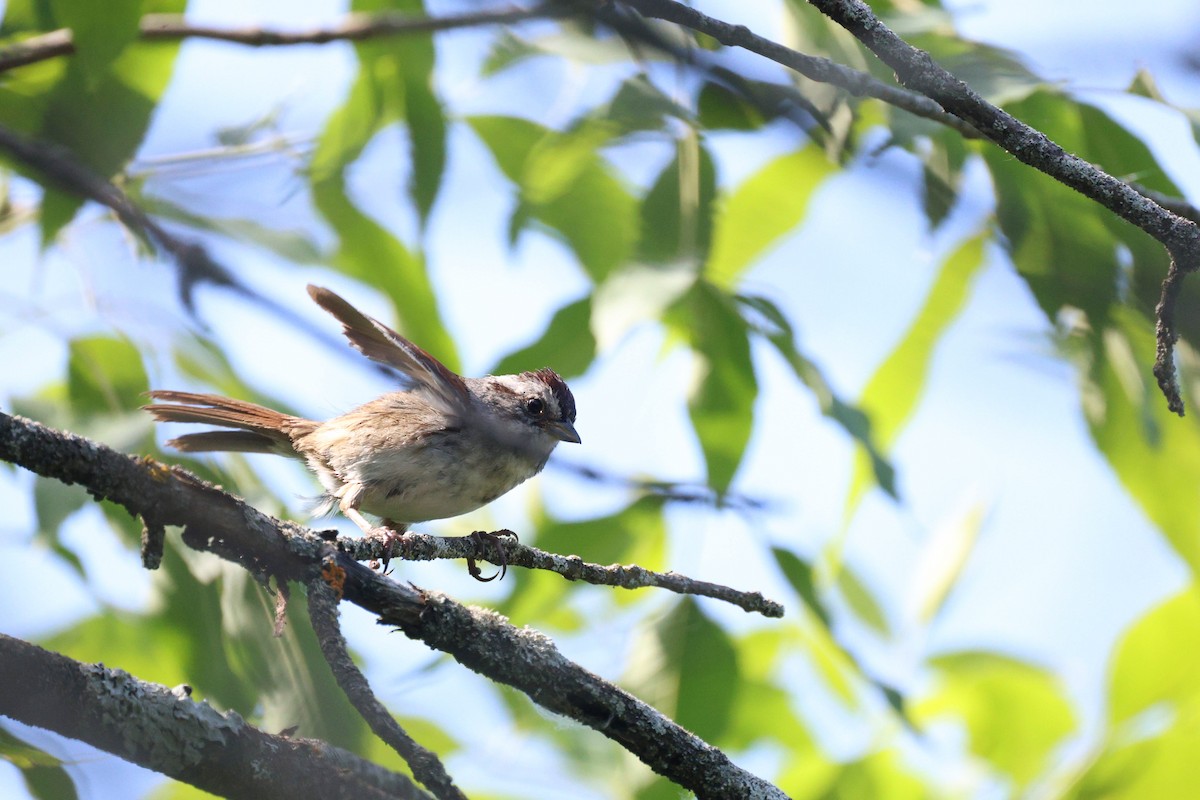 Swamp Sparrow - ML620289904