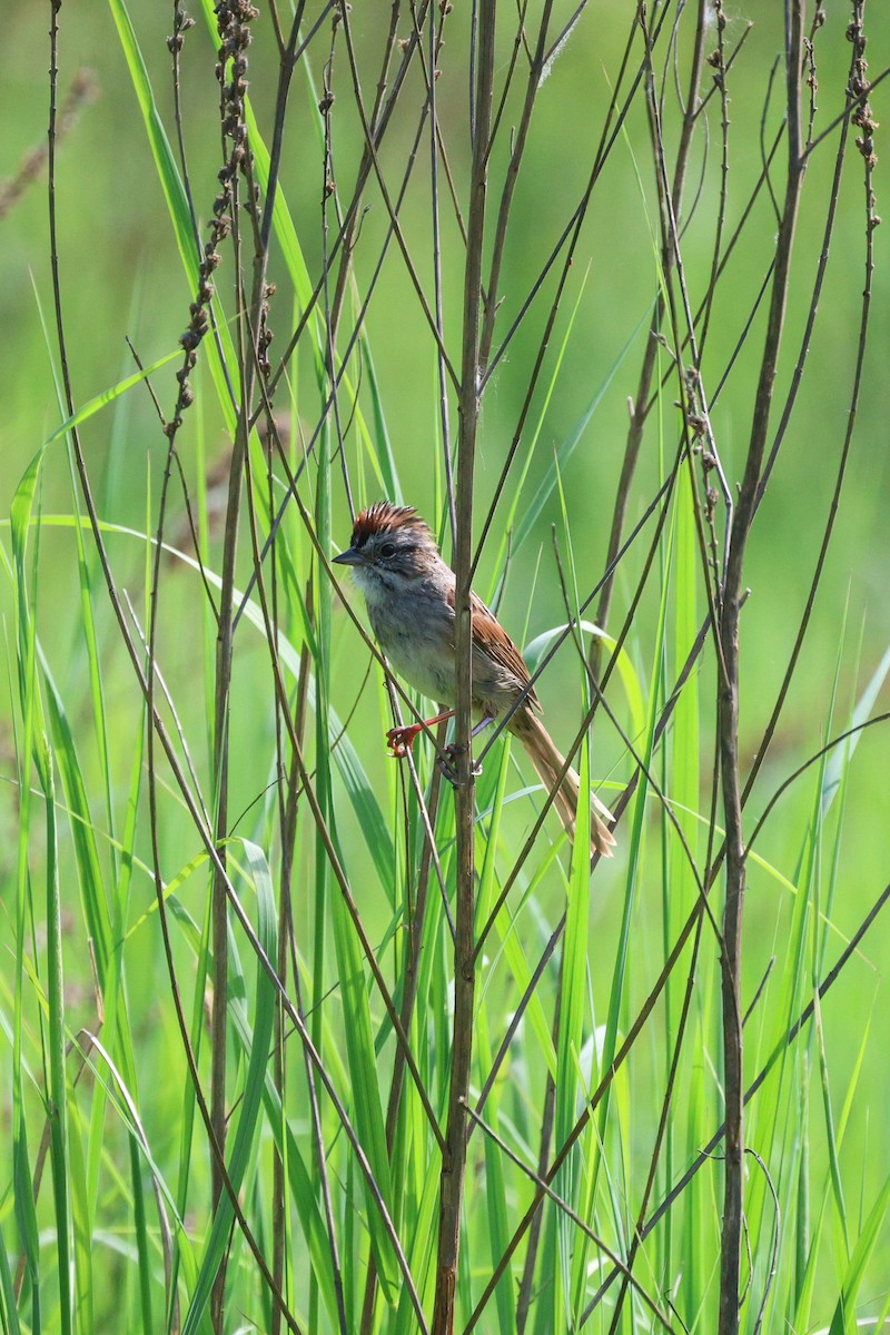 Swamp Sparrow - ML620289905