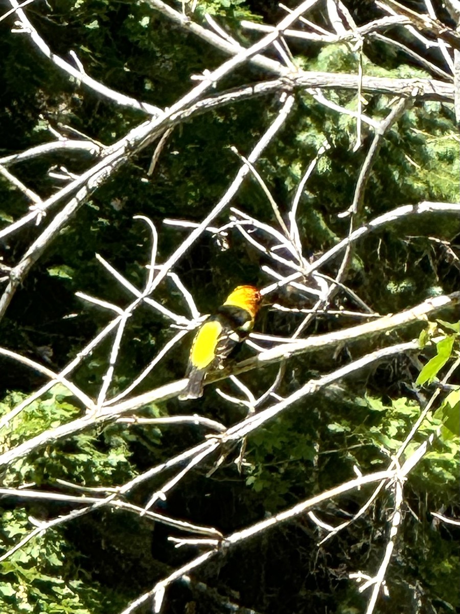 Western Tanager - ML620289907