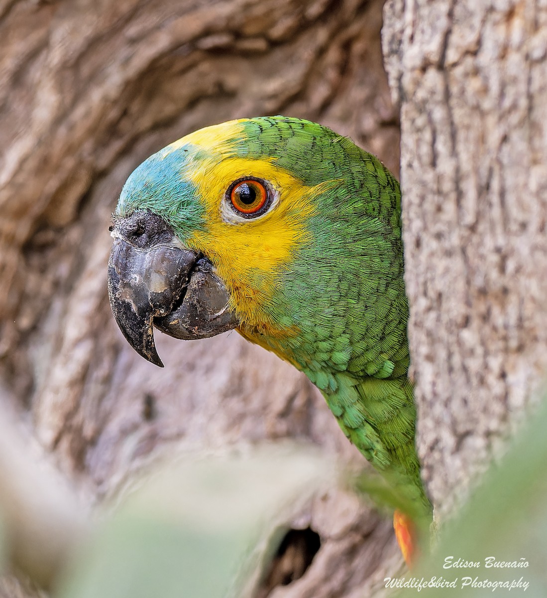 Turquoise-fronted Parrot - ML620289908