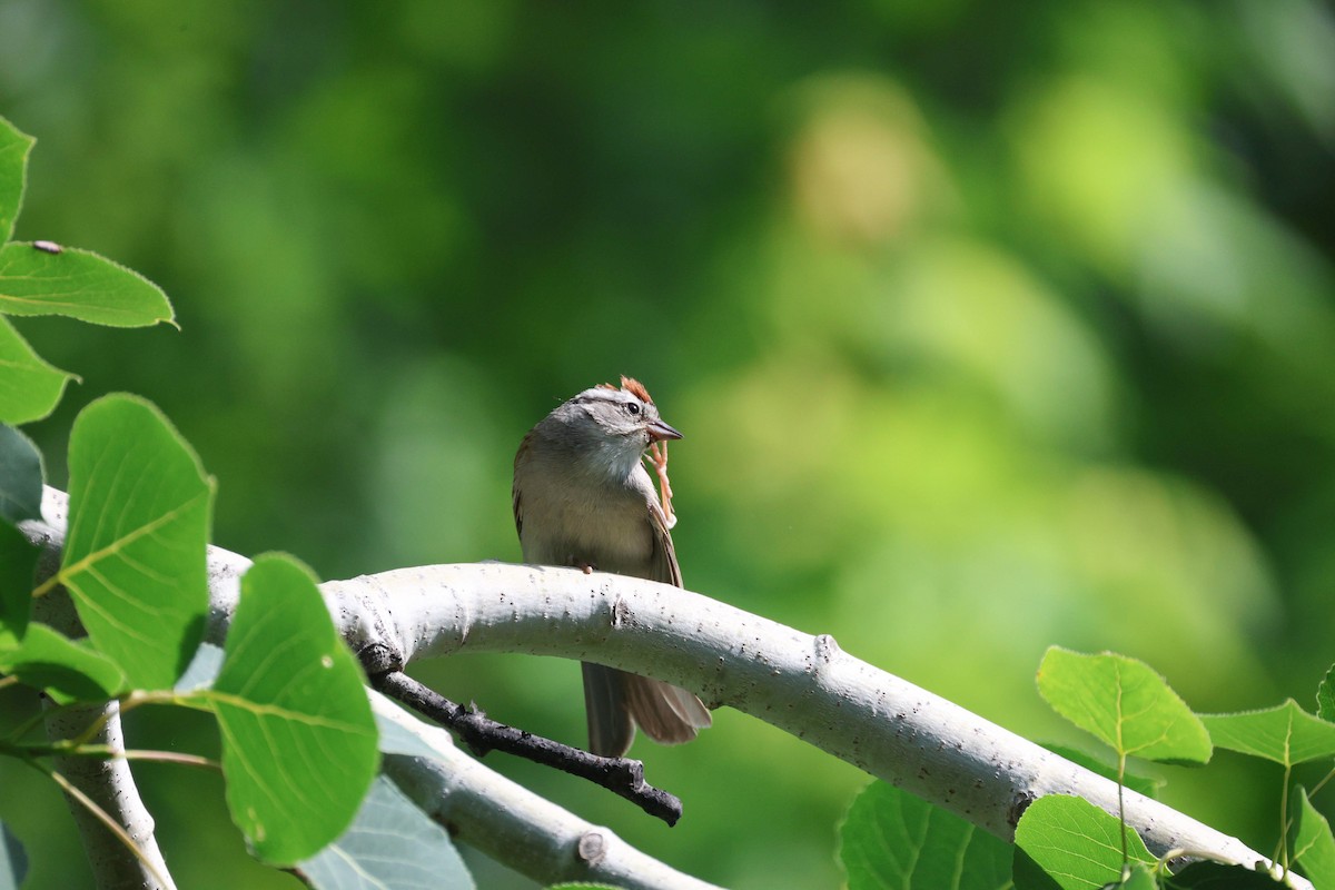 Chipping Sparrow - ML620289909