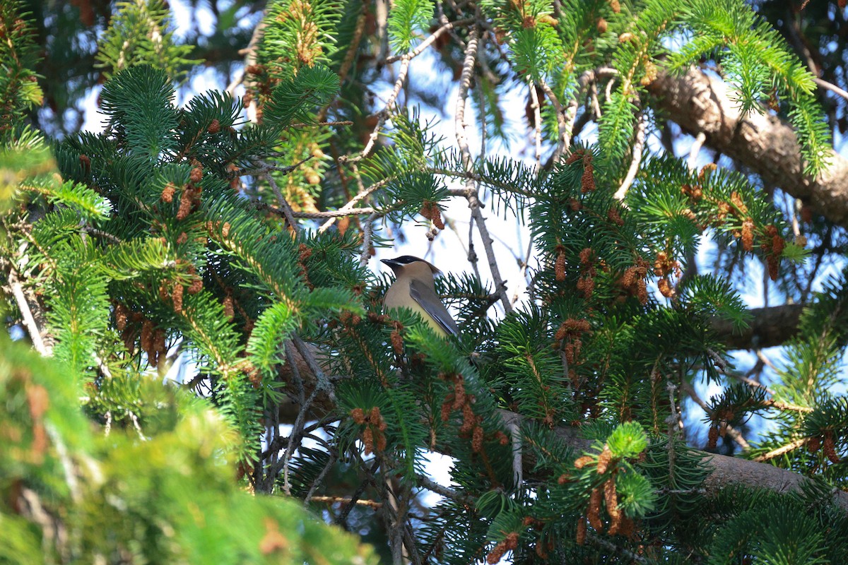 Cedar Waxwing - ML620289911