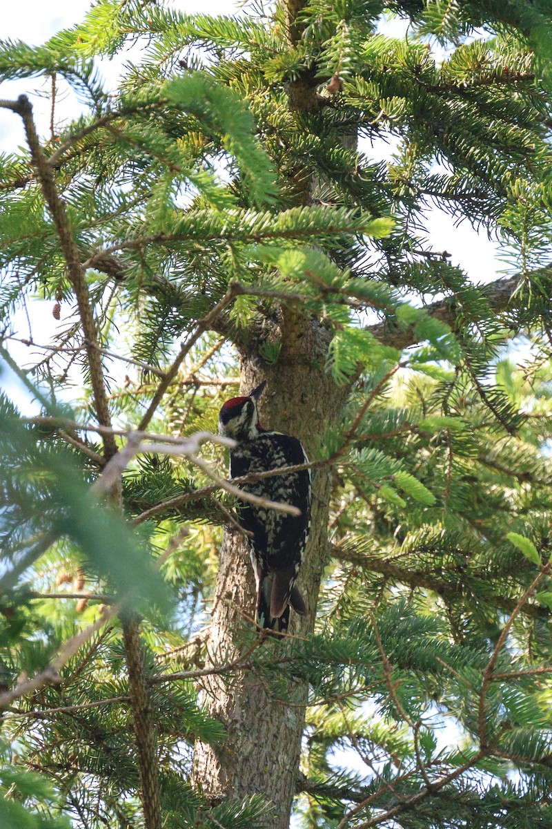 Yellow-bellied Sapsucker - ML620289915