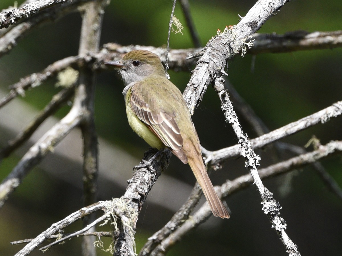 Great Crested Flycatcher - ML620289919