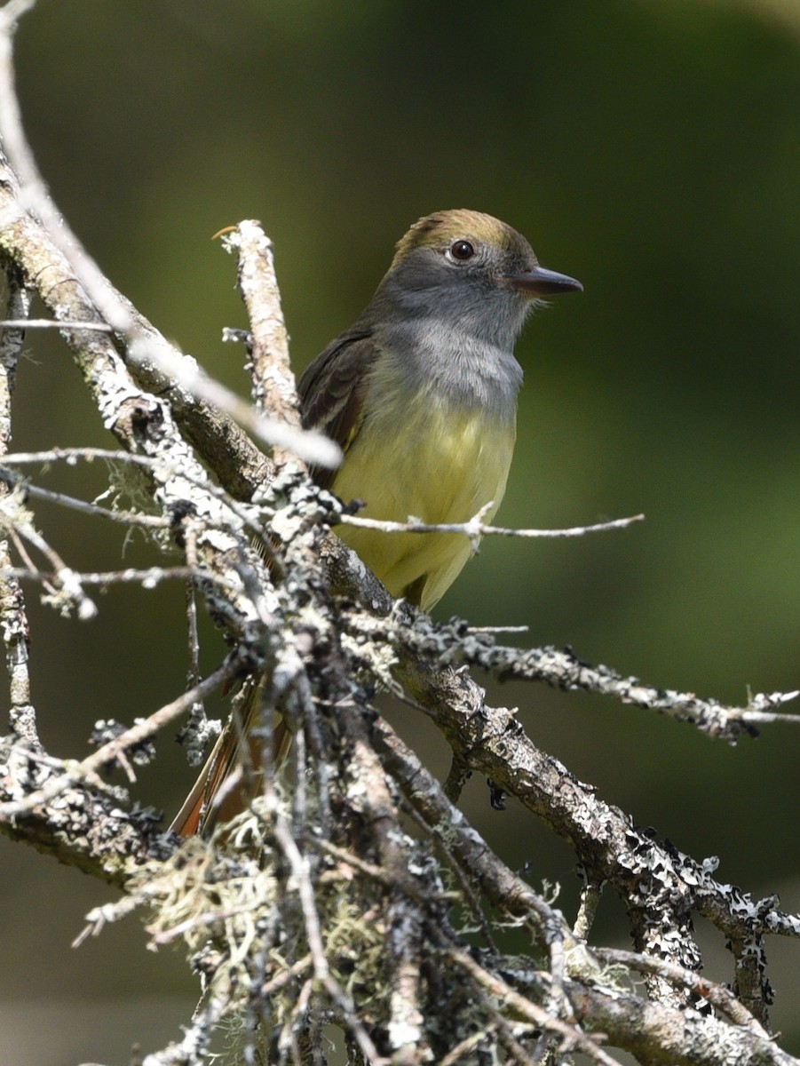 Great Crested Flycatcher - ML620289920