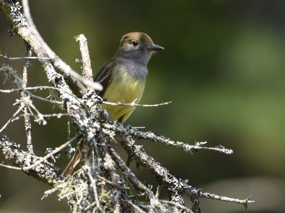Great Crested Flycatcher - ML620289921