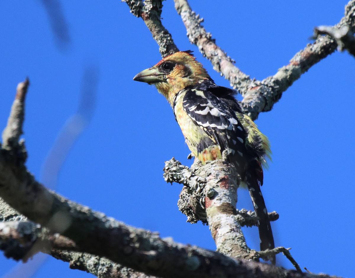 Crested Barbet - ML620289924