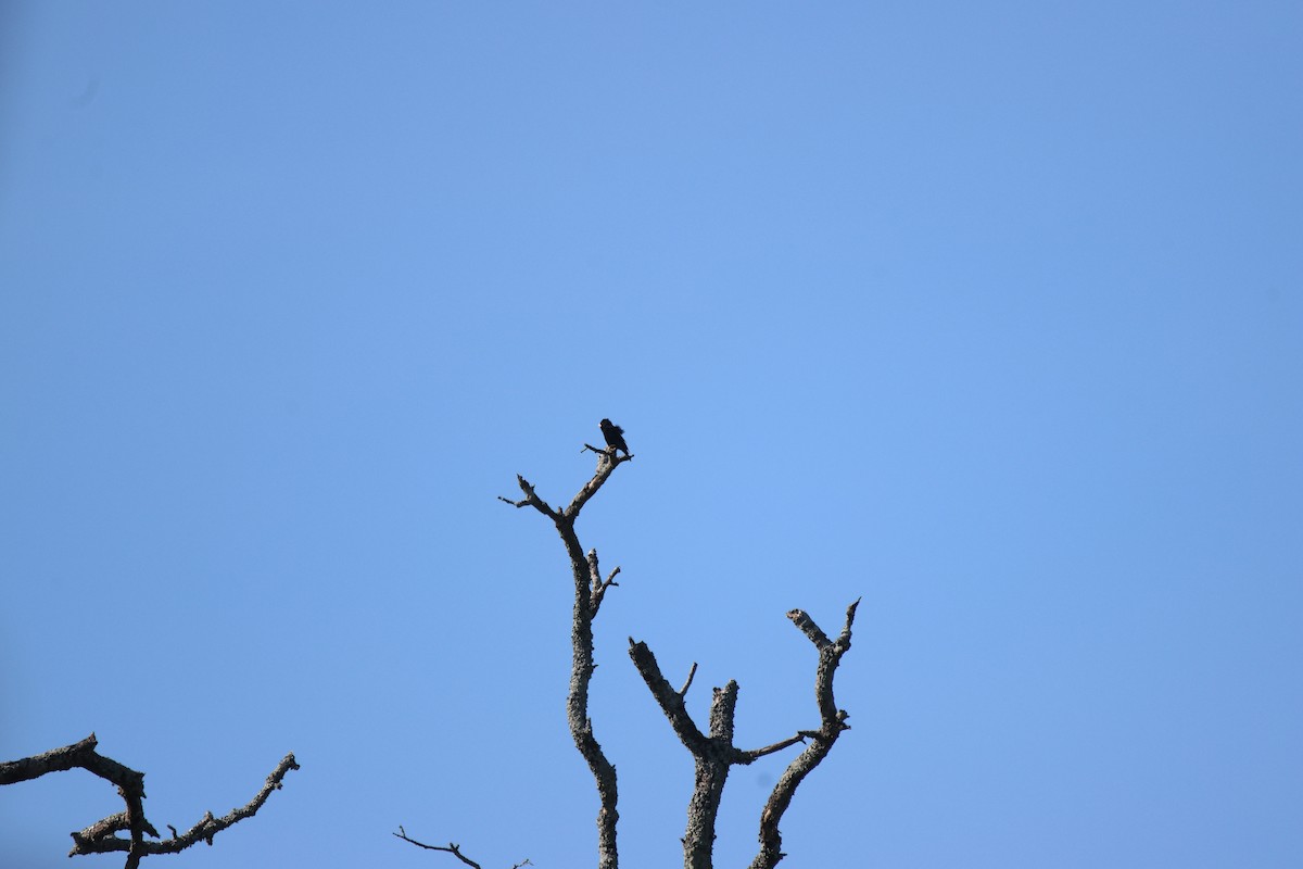 Purple Indigobird - ML620289931