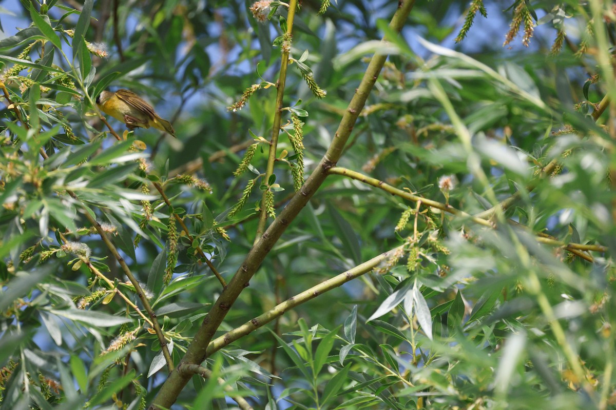 Common Yellowthroat - ML620289936