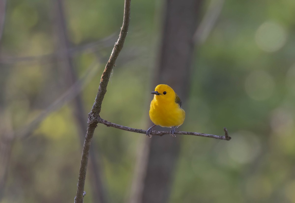 Prothonotary Warbler - ML620289937