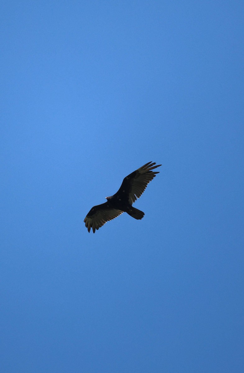 Turkey Vulture - ML620289941