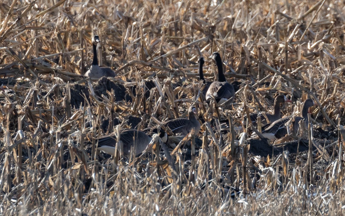 Greater White-fronted Goose - ML620289950