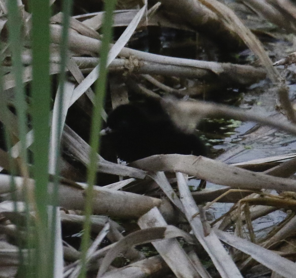 Virginia Rail - ML620289951