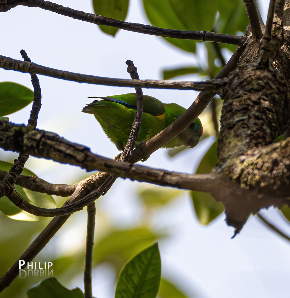 Double-eyed Fig-Parrot - ML620289961