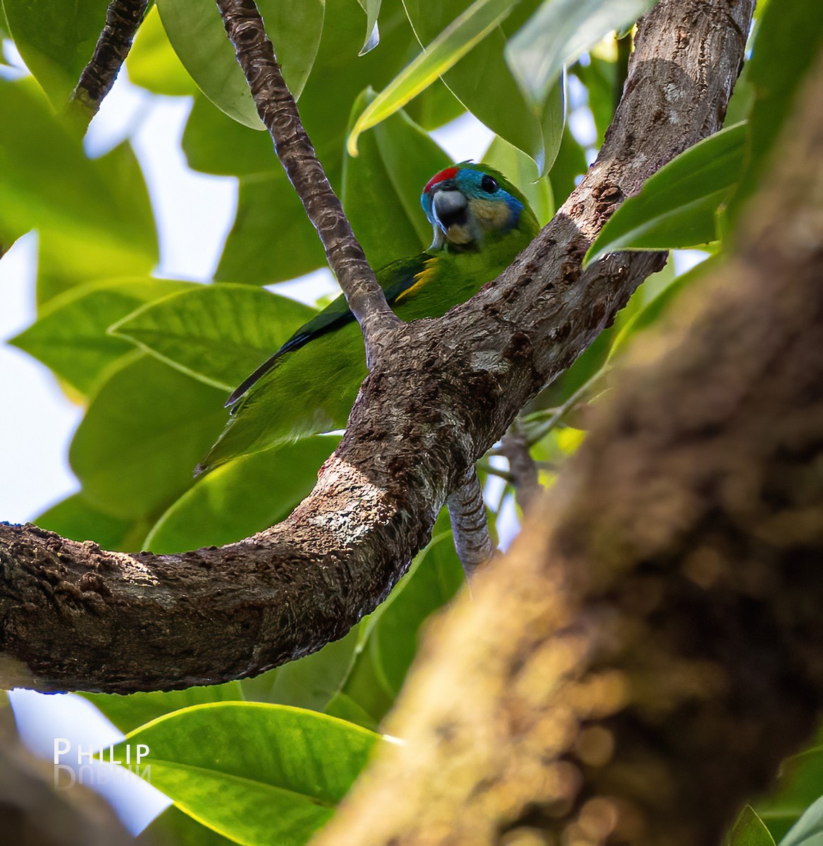 Double-eyed Fig-Parrot - ML620289962