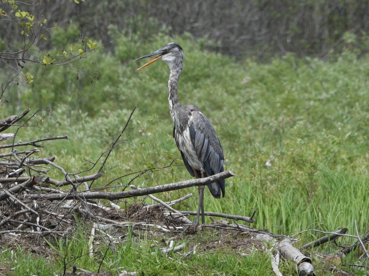 Great Blue Heron - ML620289963