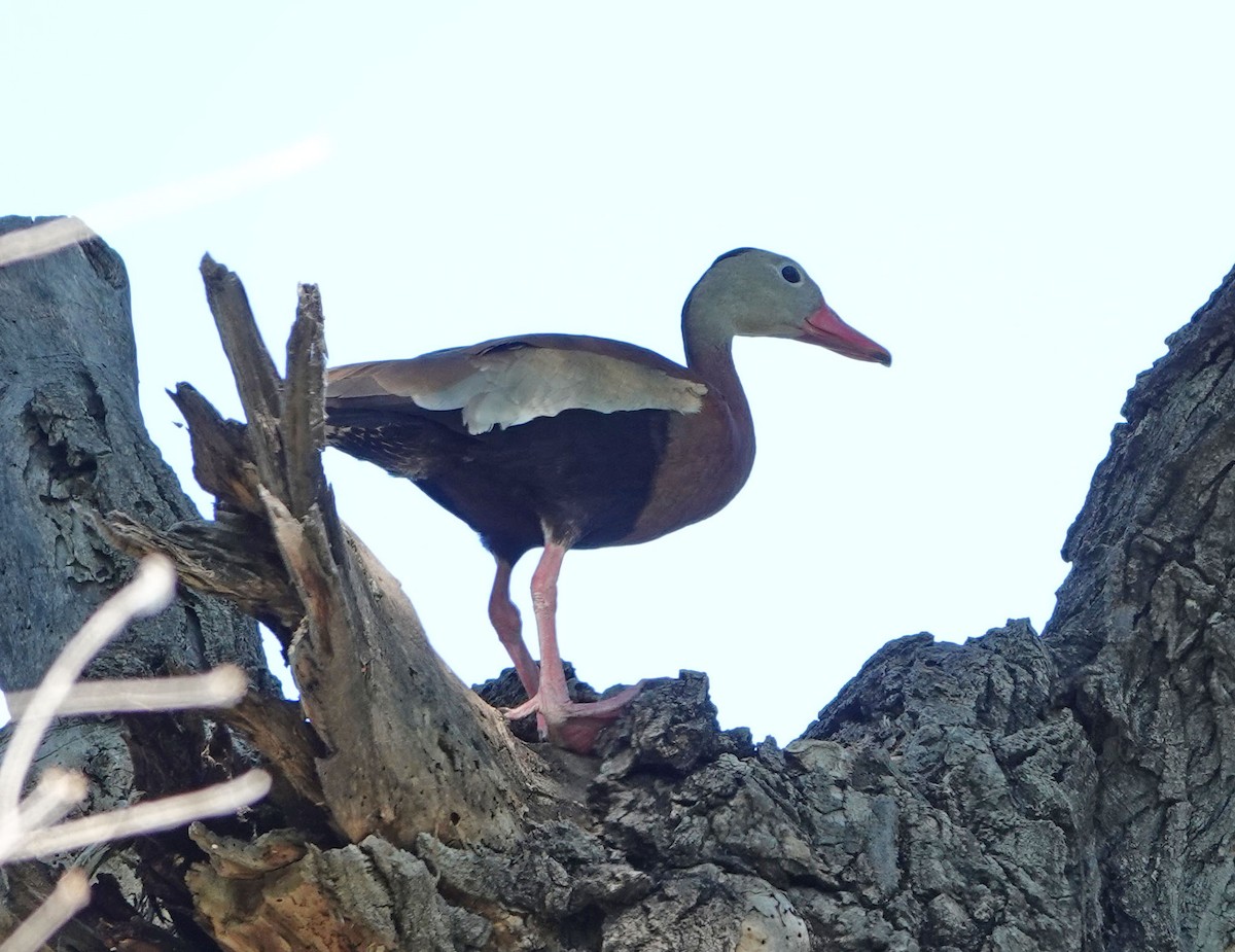 Black-bellied Whistling-Duck - ML620289967