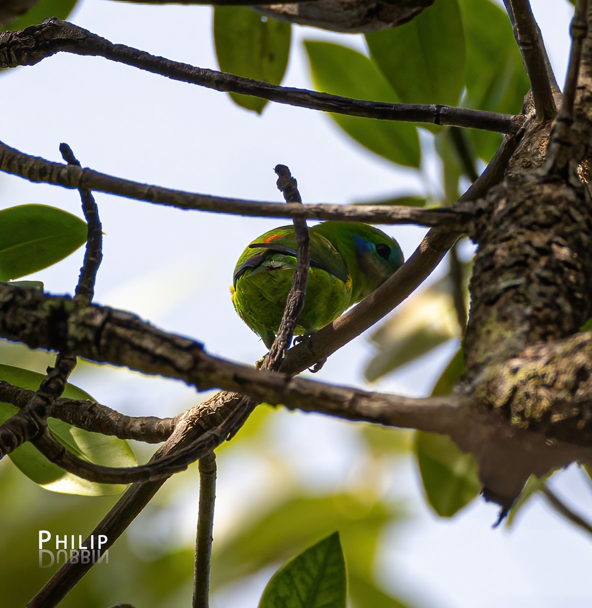 Double-eyed Fig-Parrot - ML620289968