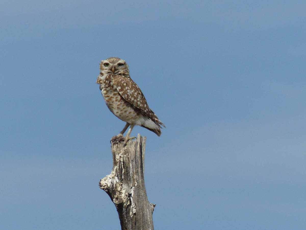Burrowing Owl - ML620289969
