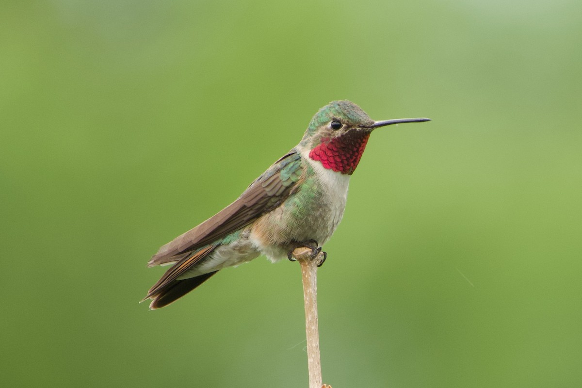 Broad-tailed Hummingbird - ML620289972