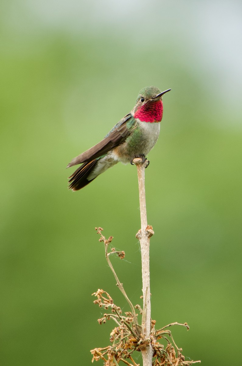 Broad-tailed Hummingbird - ML620289973