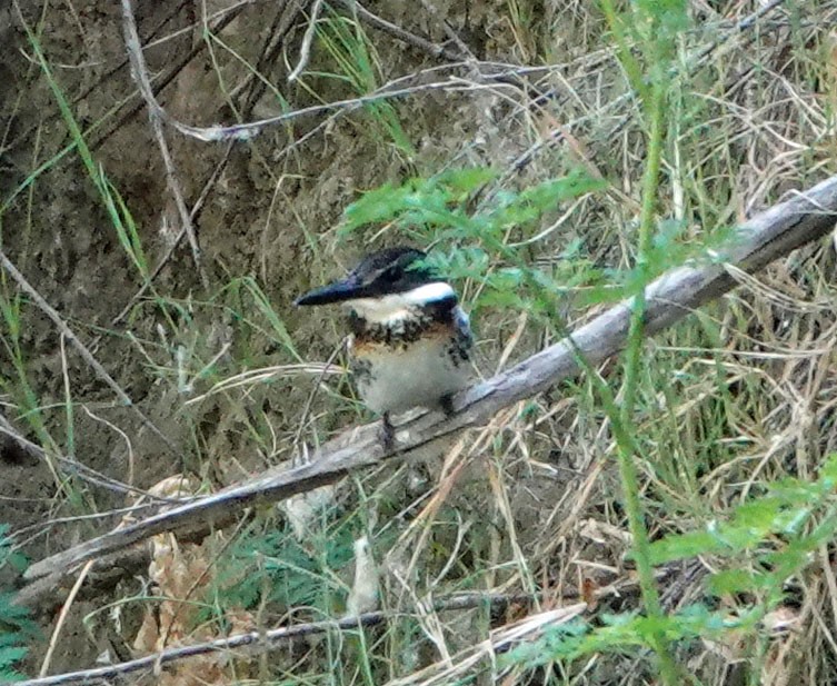 Martin-pêcheur vert - ML620289974