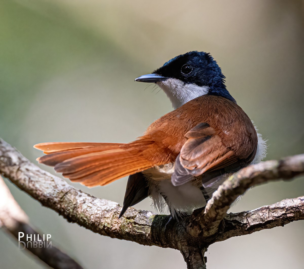 Shining Flycatcher - ML620289975