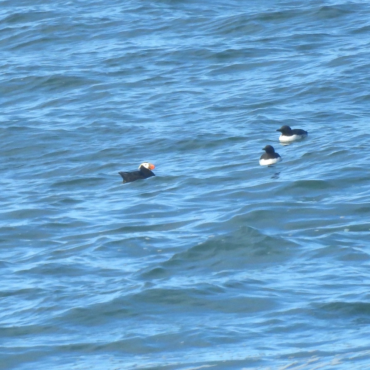 Tufted Puffin - ML620289977