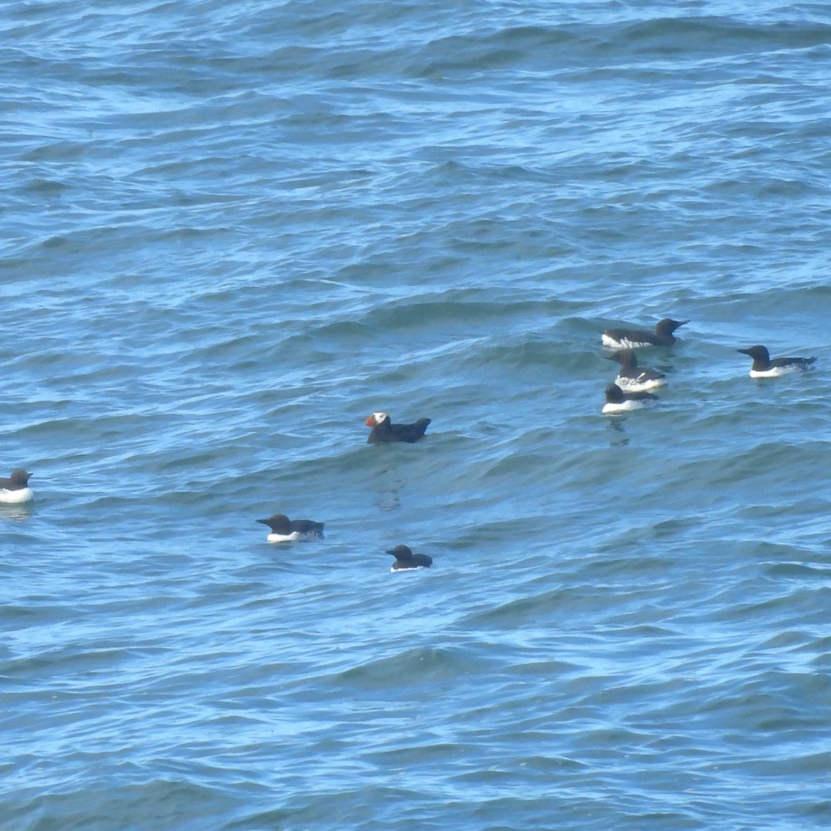 Tufted Puffin - ML620289978