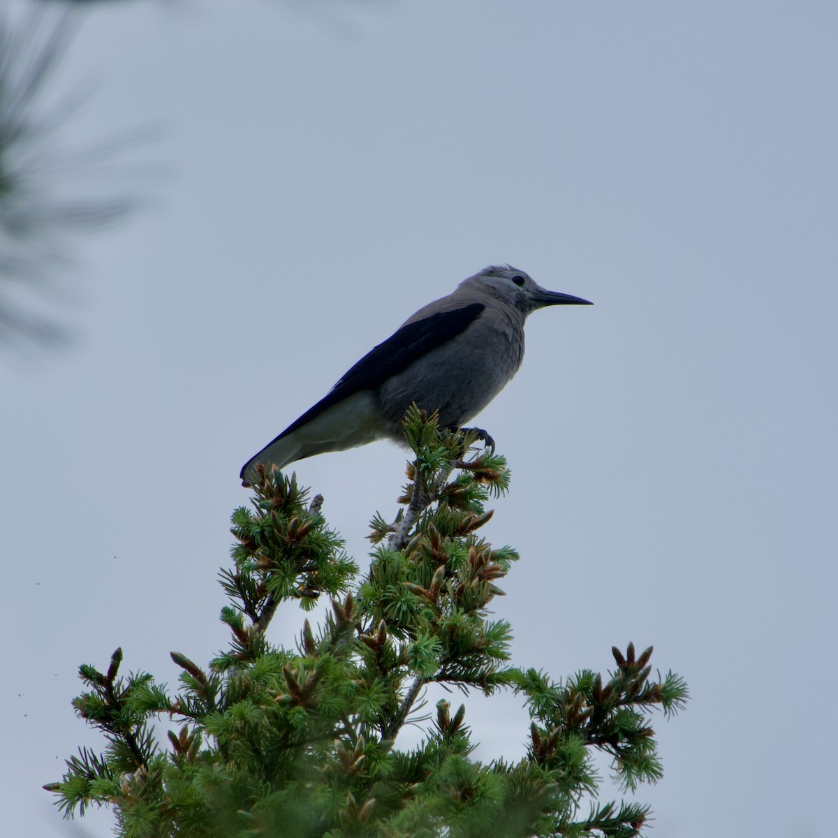 Clark's Nutcracker - ML620289982