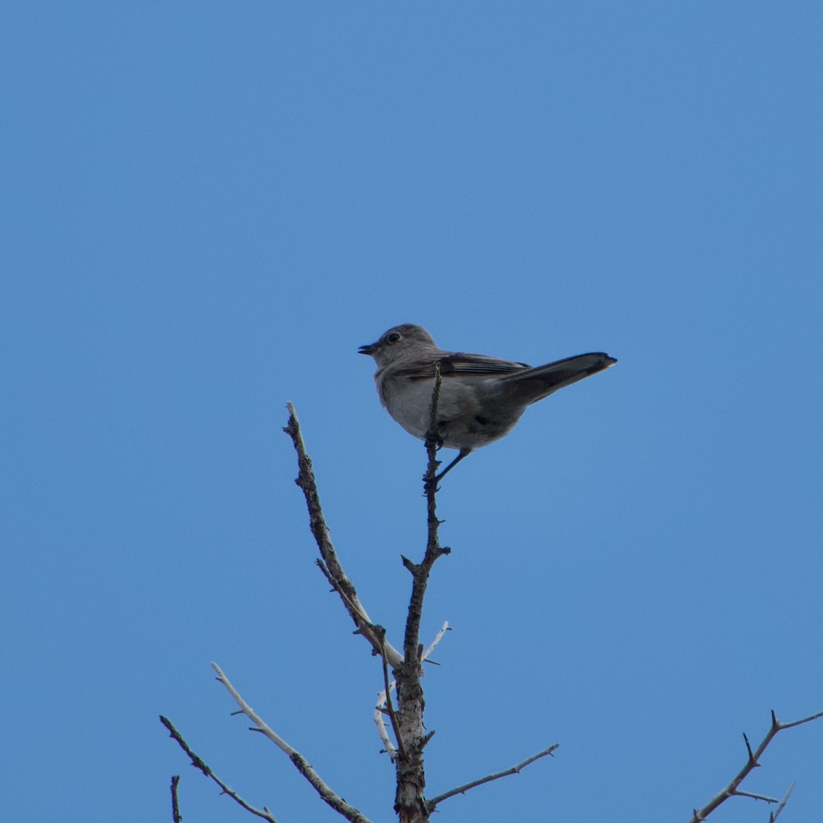 Townsend's Solitaire - ML620289984