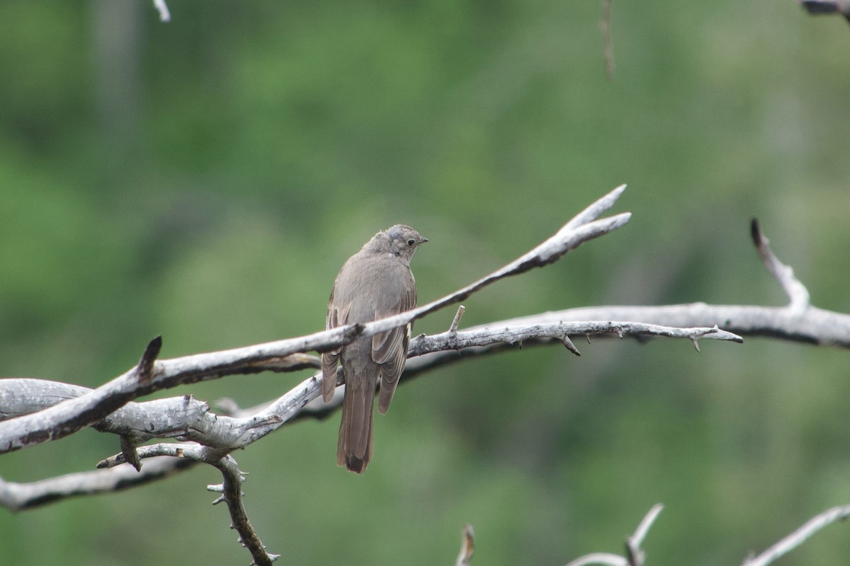 Townsend's Solitaire - ML620289985