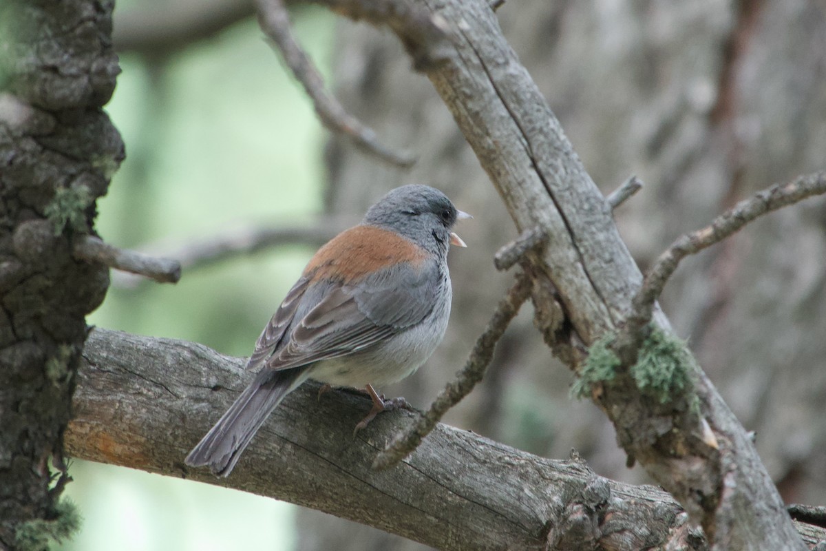 Junco ardoisé - ML620289987