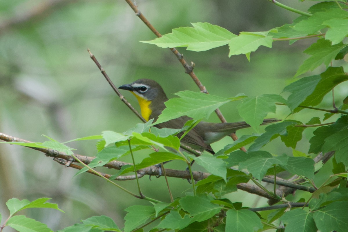 Yellow-breasted Chat - ML620289989