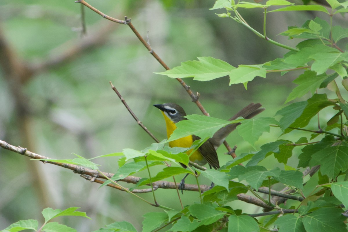 Yellow-breasted Chat - ML620289990