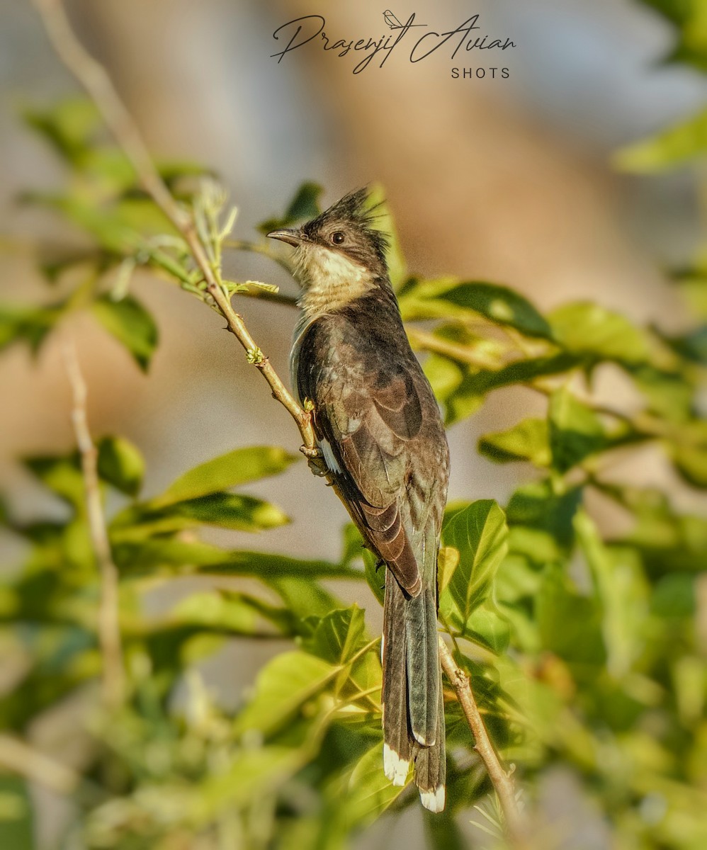 Pied Cuckoo - ML620289992