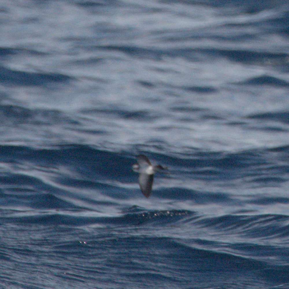 White-faced Storm-Petrel - ML620289995