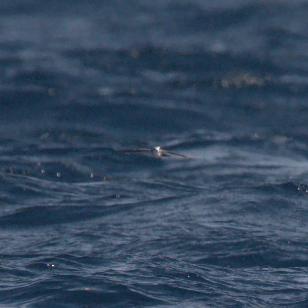 White-faced Storm-Petrel - ML620289996