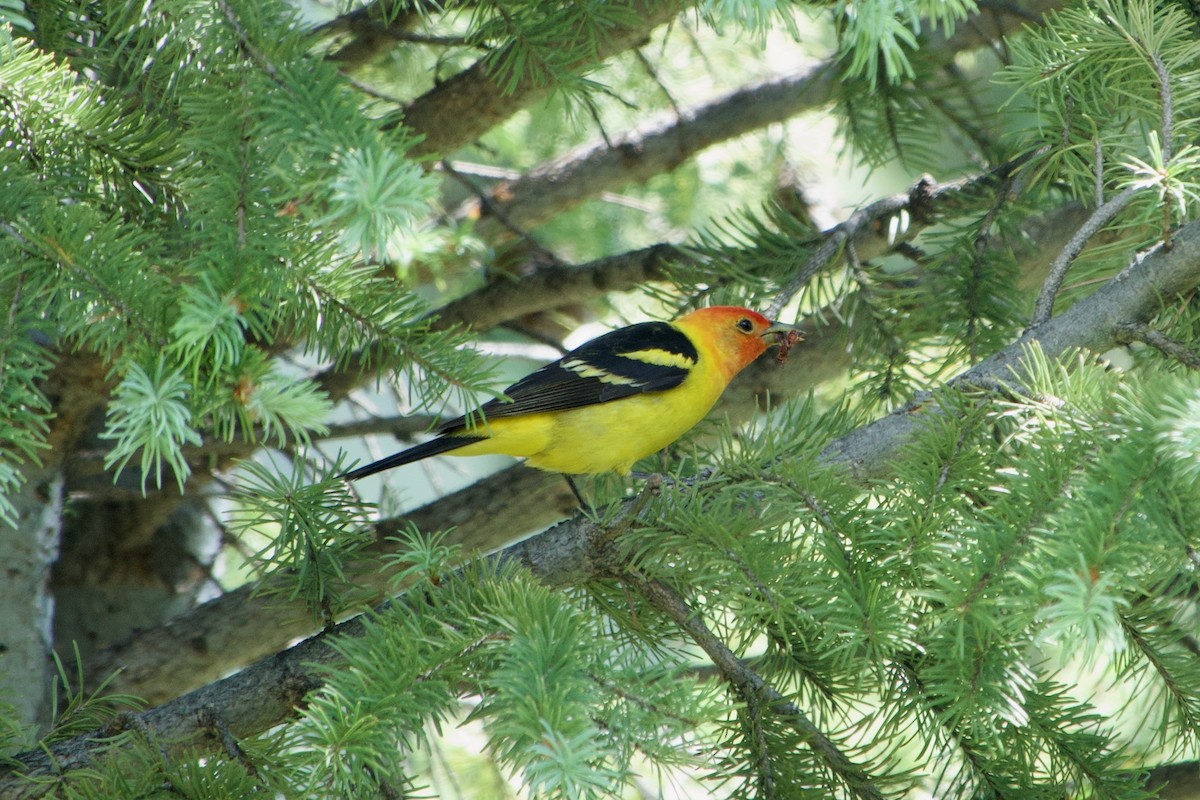 Western Tanager - ML620289997