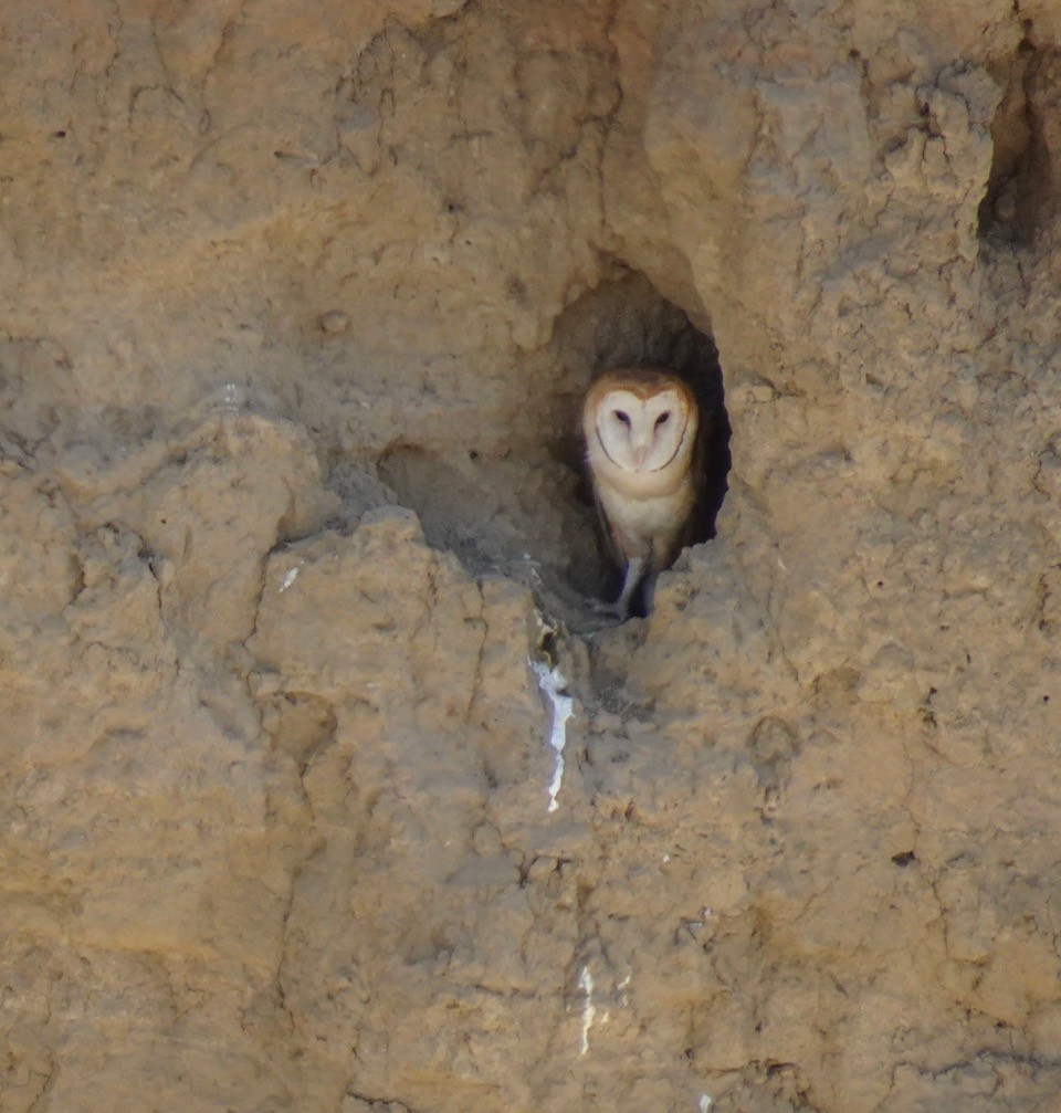 Barn Owl (American) - ML620290000