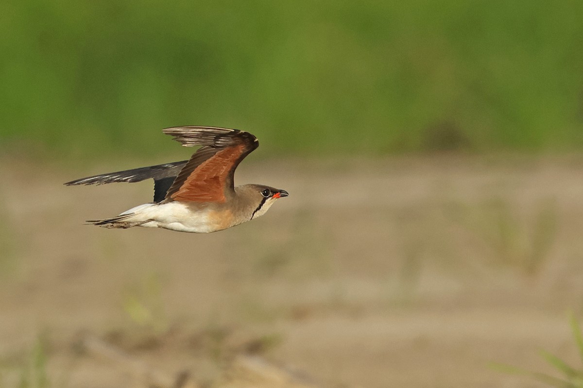 Oriental Pratincole - ML620290001