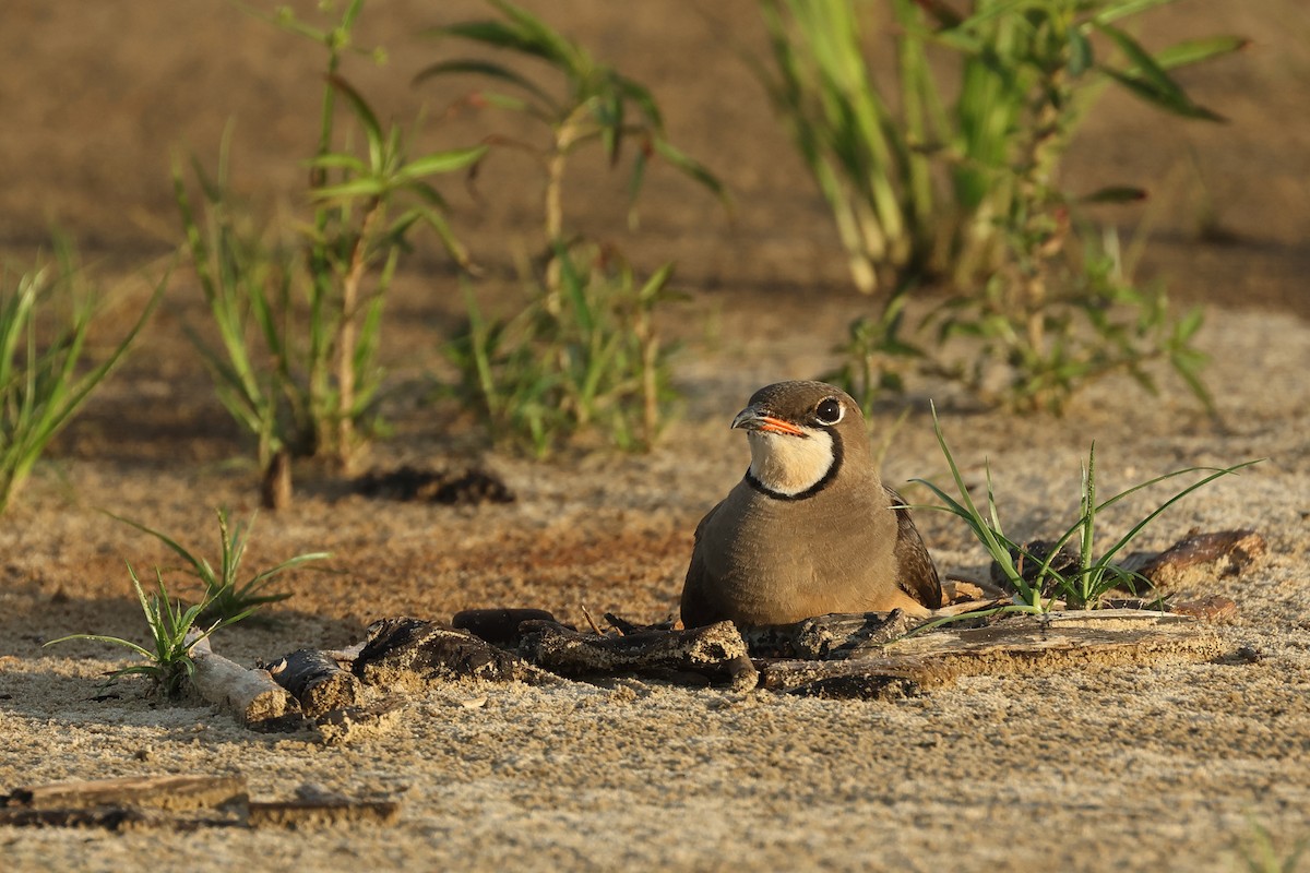 Oriental Pratincole - ML620290010