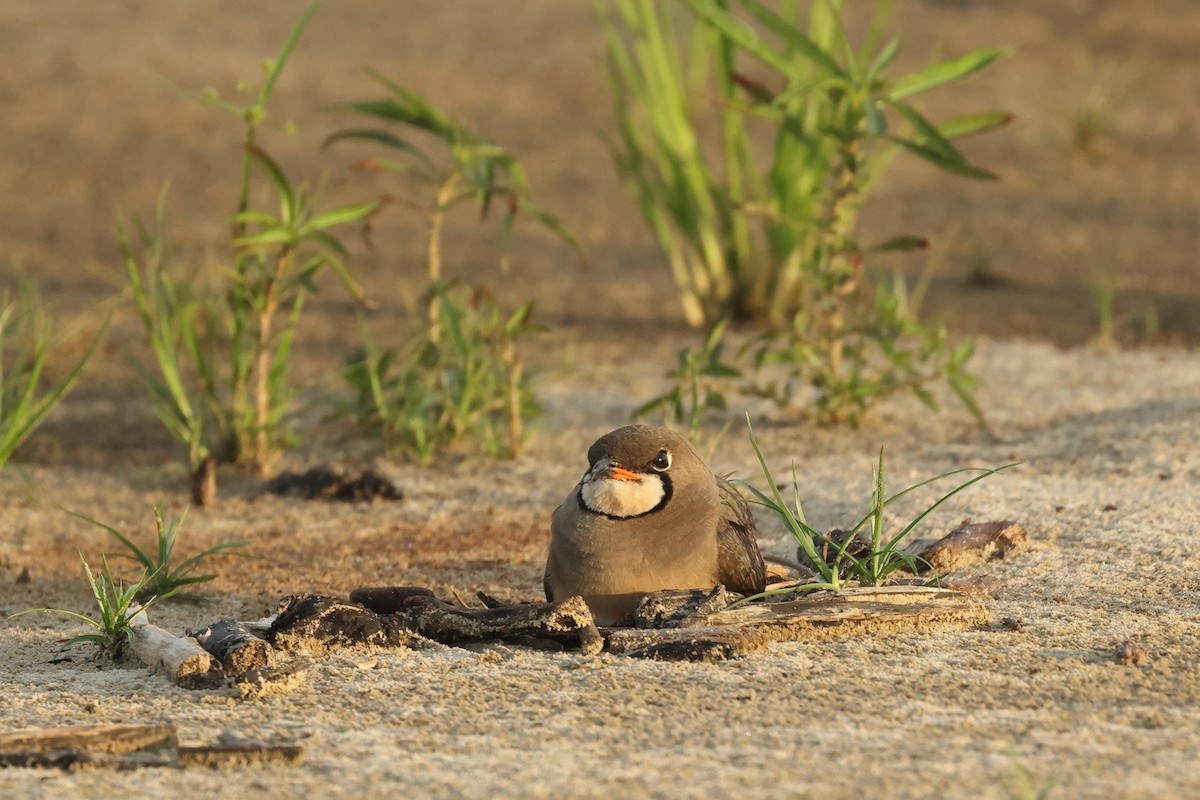 Oriental Pratincole - ML620290014