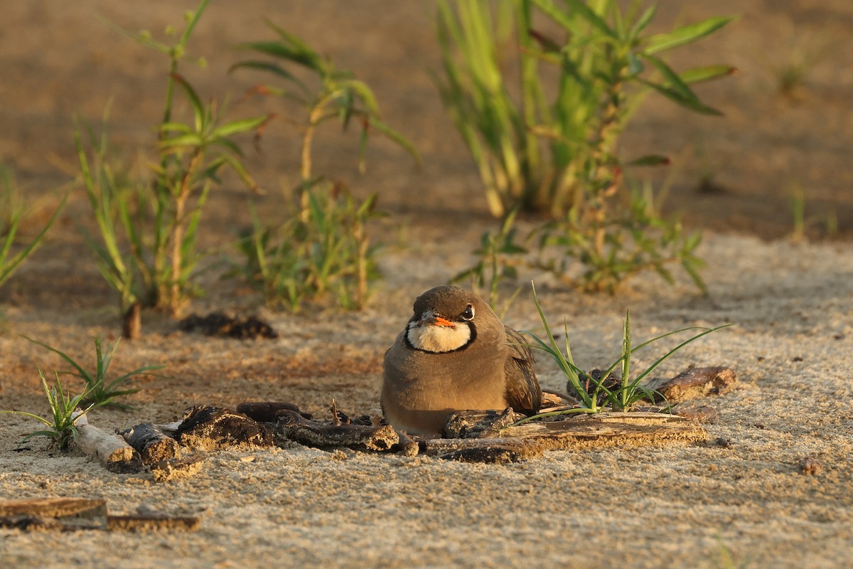 Oriental Pratincole - ML620290015