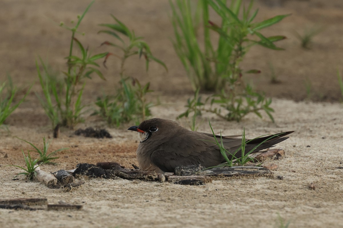 Oriental Pratincole - ML620290016