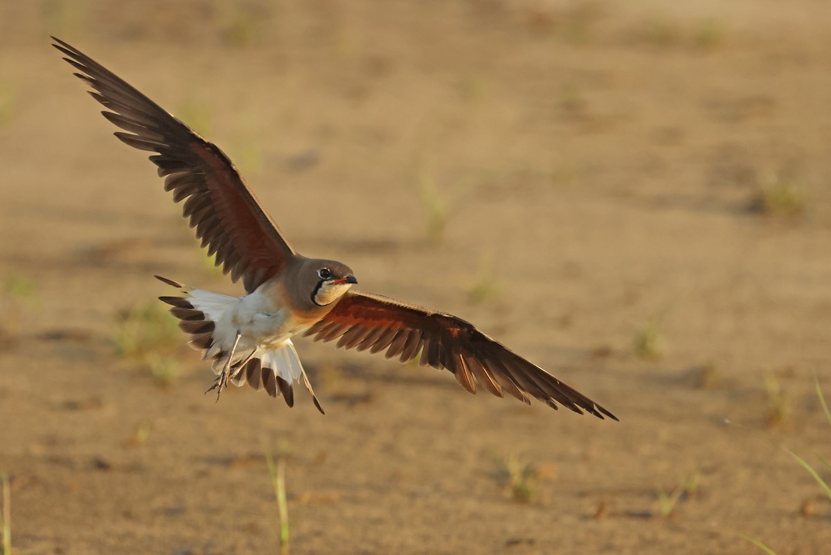 Oriental Pratincole - ML620290020