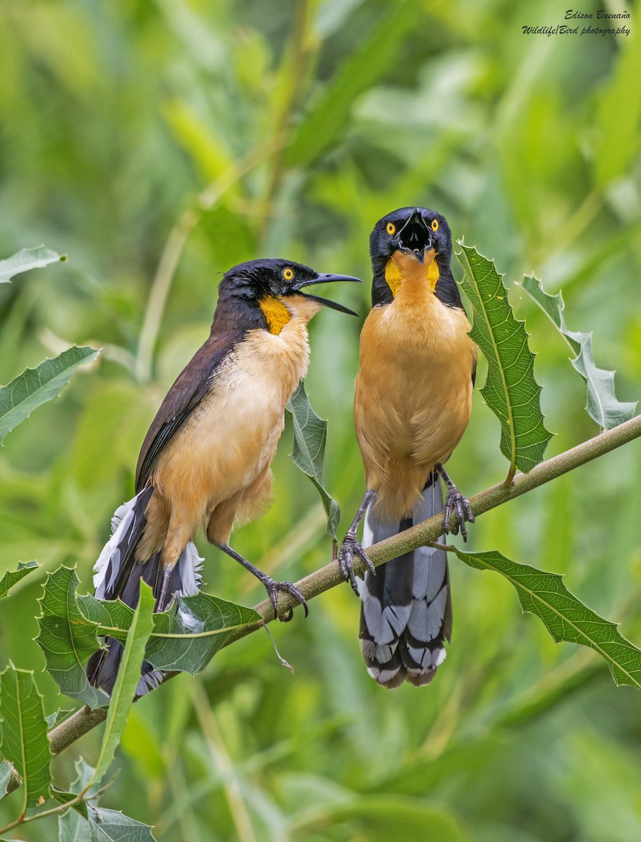 Black-capped Donacobius - ML620290030