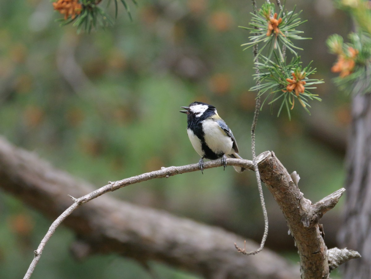 Japanese Tit - ML620290031